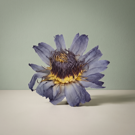 Flor de Loto / Promueve la Relajación