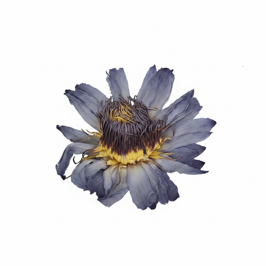 Flor de Loto / Promueve la Relajación