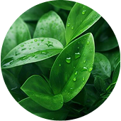 Té Verde